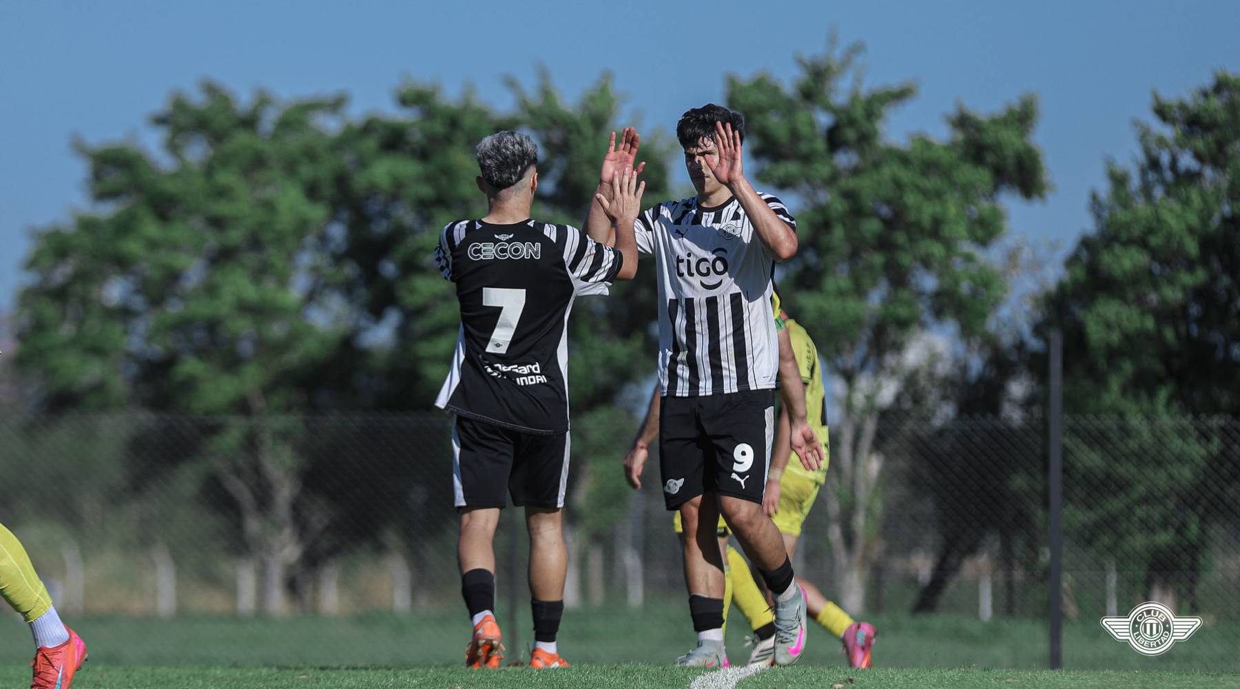 RESERVA - TRIUNFO GUMARELO
